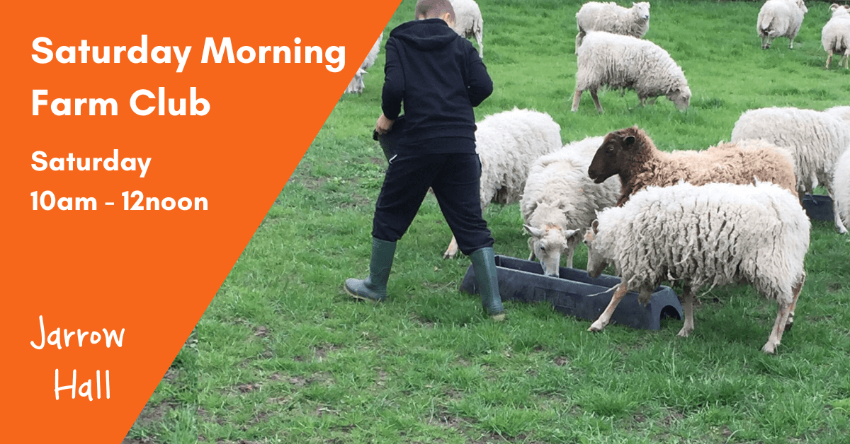Farm club participant feeding sheep at Jarrow Hall