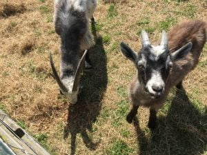 Primitive goats at Jarrow Hall