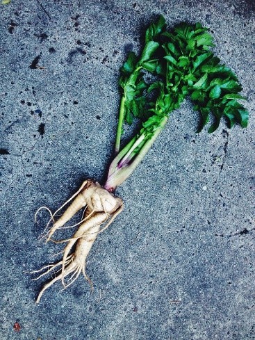 Mandrake Plant with roots that resemble a human torso.