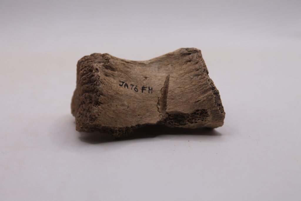 Animal bone with cutmark
